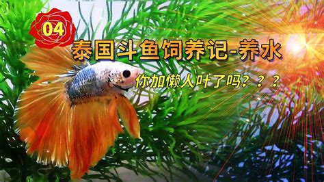 財位可以養鬥魚嗎 9319意思